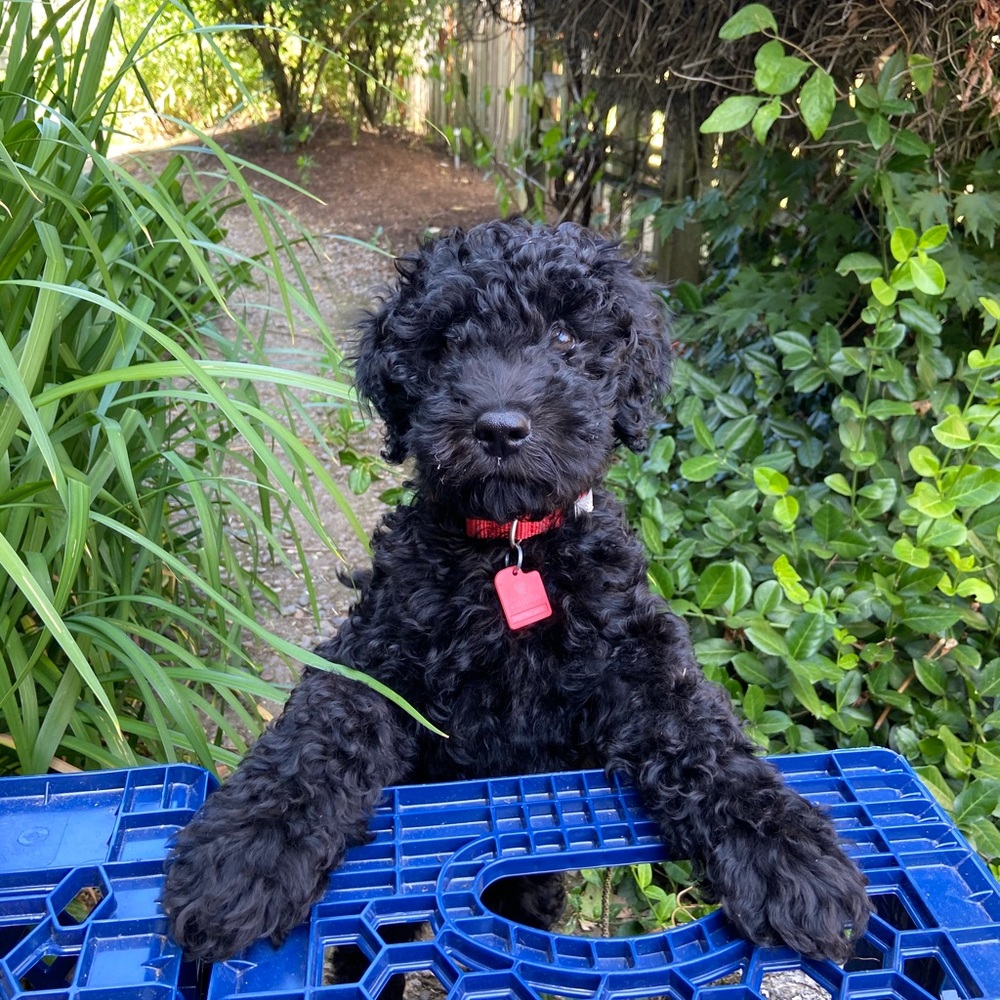 Meet your Posher, Hayden